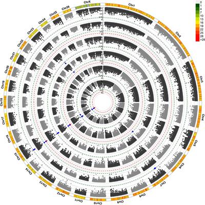 Genes and Pathways Affecting Sheep Productivity Traits: Genetic Parameters, Genome-Wide Association Mapping, and Pathway Enrichment Analysis